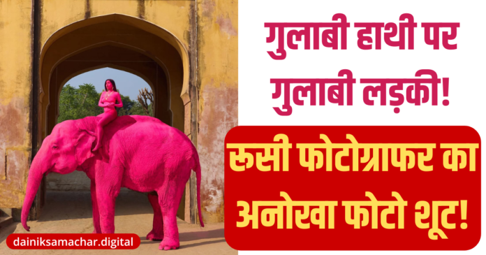jaipur pink elephant photoshoot